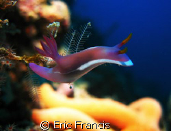 a nudi taken on sipadan in borneo, the compacts give amaz... by Eric Francis 